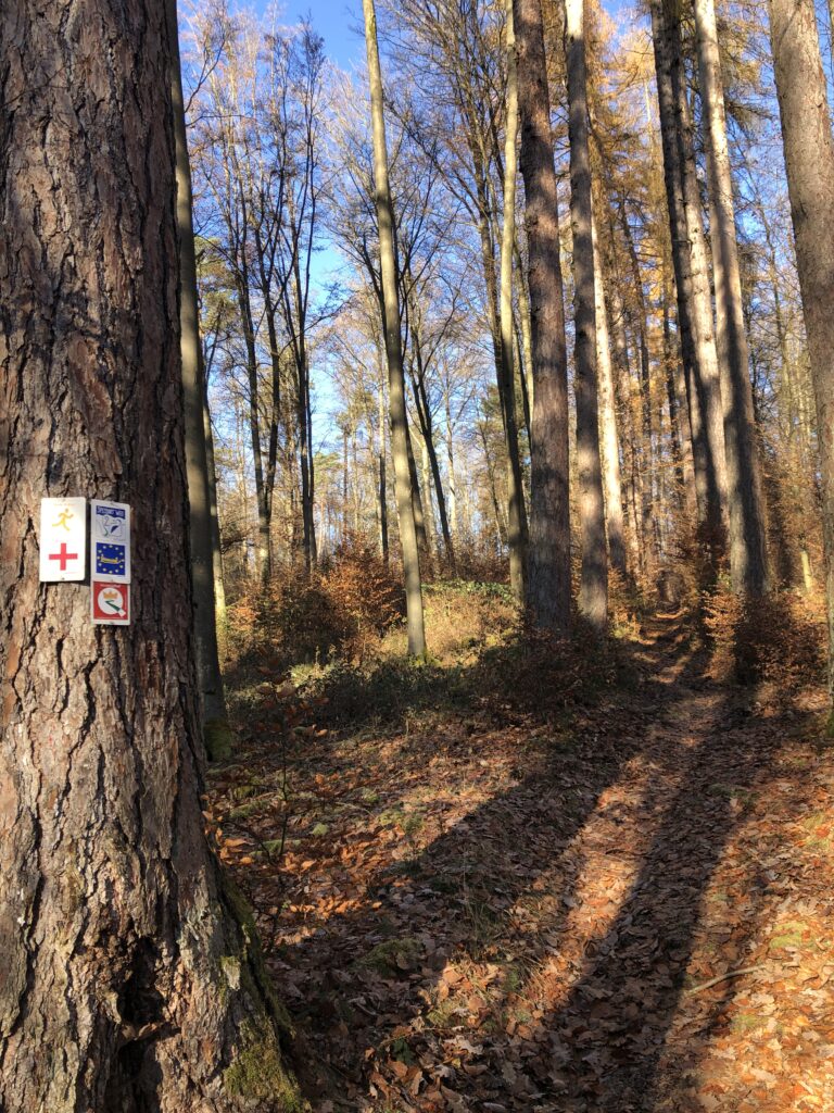 Waldweg mit hohen Bäumen und Herbstlaub. An einem Baum sind mehrere Wegemarkierungen angebracht.